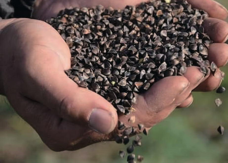 Natural farming buckwheat Soba