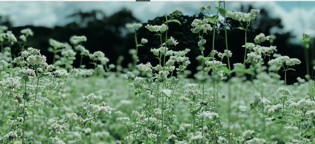 Natural farming buckwheat Soba